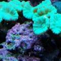 Candycane Coral