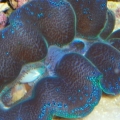 Clam1