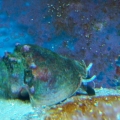 Conch
