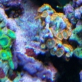 Fire and Ice with greens
