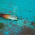 Firefish