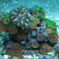 Fungia Among Zoas
