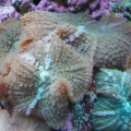 Fuzzy Shrooms