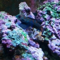 Mandarin