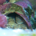 Pink Spot Goby