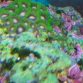 Zoas