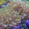 "Fuzzy" Mushrooms