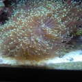 Torch Coral