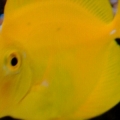 Yellow Tang 4