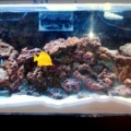 Tank shot 7