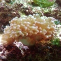Frogspawn