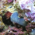 some sponges and sea squirts