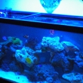 My fishy tank