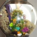 My marine biOrb 60l