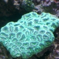 Goniastrea #1