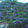 corals 1