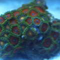 corals 2