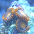 corals 3