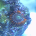 corals 4