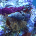 corals 5