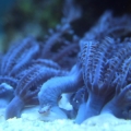 corals 6