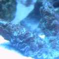 corals 7