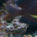 kole