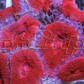 198 acan 001