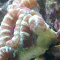 Acan