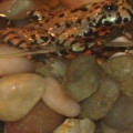 toad 2