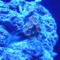 Candy apple zoas