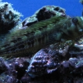 Blenny on my chalice