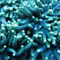 Electric torch coral
