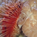 Flame Scallop/Fox Coral