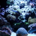 FTS