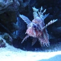 Best fish