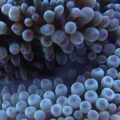 BTA