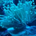 5-10-2010 (GLOW IN THE DARK TORCH)