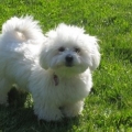 lily fluffy