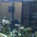 A more recent picture with the picture framing done around the tank.  Behind the tank in the picture is the conference room.  You are viewing the tank from the entrance hallway.  Its the first thing people see when they come in!