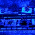 Led Cree Build 061