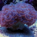 pink hammer