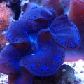 maxima clam