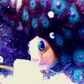 midas blenny