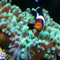 Ocellaris hosting GBTA