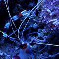 CB Shrimp