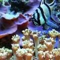 Banggai Cardinal holding eggs