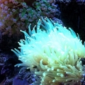 Frogspawn & Neon Torch