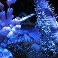 Harlequin eating SS Star