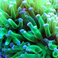 Neon Frogspawn